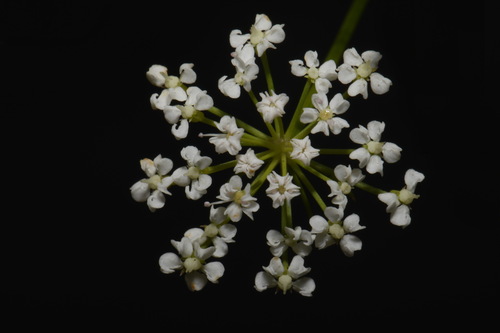 Image of Ribbed Mock Bishopweed by (c) Brian Finzel, some rights reserved (CC BY-SA)