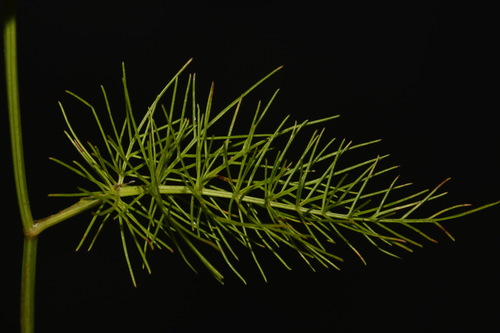 Image of Ptilimnium costatum by (c) Brian Finzel, some rights reserved (CC BY-SA)