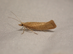 Ypsolopha cervella