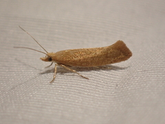 Ypsolopha cervella