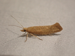 Ypsolopha cervella