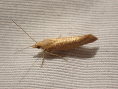 Ypsolopha cervella