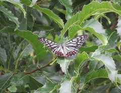 Hestina assimilis assimilis