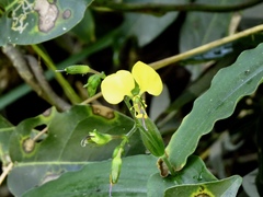 Aneilema aequinoctiale