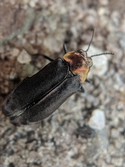 Eupristocerus cogitans