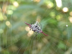 Gasteracantha falcicornis