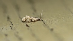 Nemapogon auropulvella