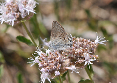 Satyrium behrii