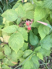Rubus idaeus