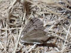 Sabulodes packardata