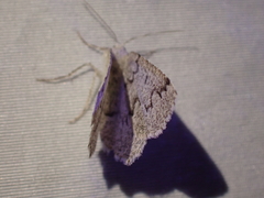 Sabulodes packardata