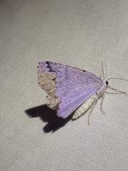 Sabulodes packardata