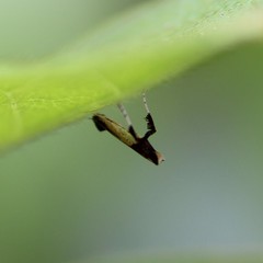 Caloptilia azaleella