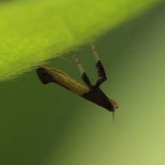 Caloptilia azaleella