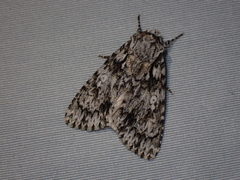 Acronicta marmorata