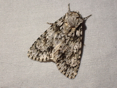 Acronicta marmorata
