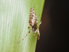 Cyclosa simplicicauda