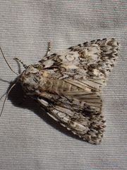Acronicta marmorata