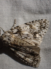 Acronicta marmorata