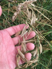 Bromus pubescens