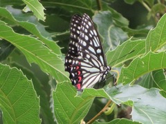 Hestina assimilis assimilis