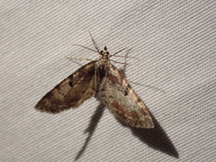 Eupithecia albicapitata