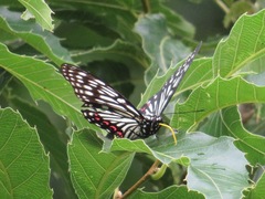 Hestina assimilis assimilis