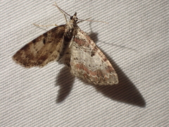 Eupithecia albicapitata