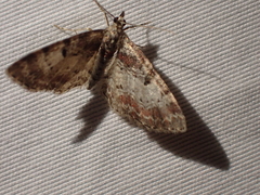 Eupithecia albicapitata