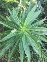 Chamaenerion angustifolium