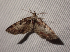 Eupithecia albicapitata