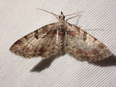 Eupithecia albicapitata