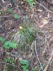 Xerophyllum tenax