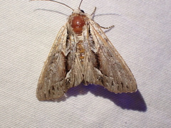 Hyppa contrasta