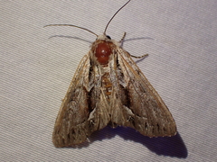 Hyppa contrasta