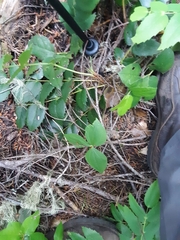Trillium ovatum