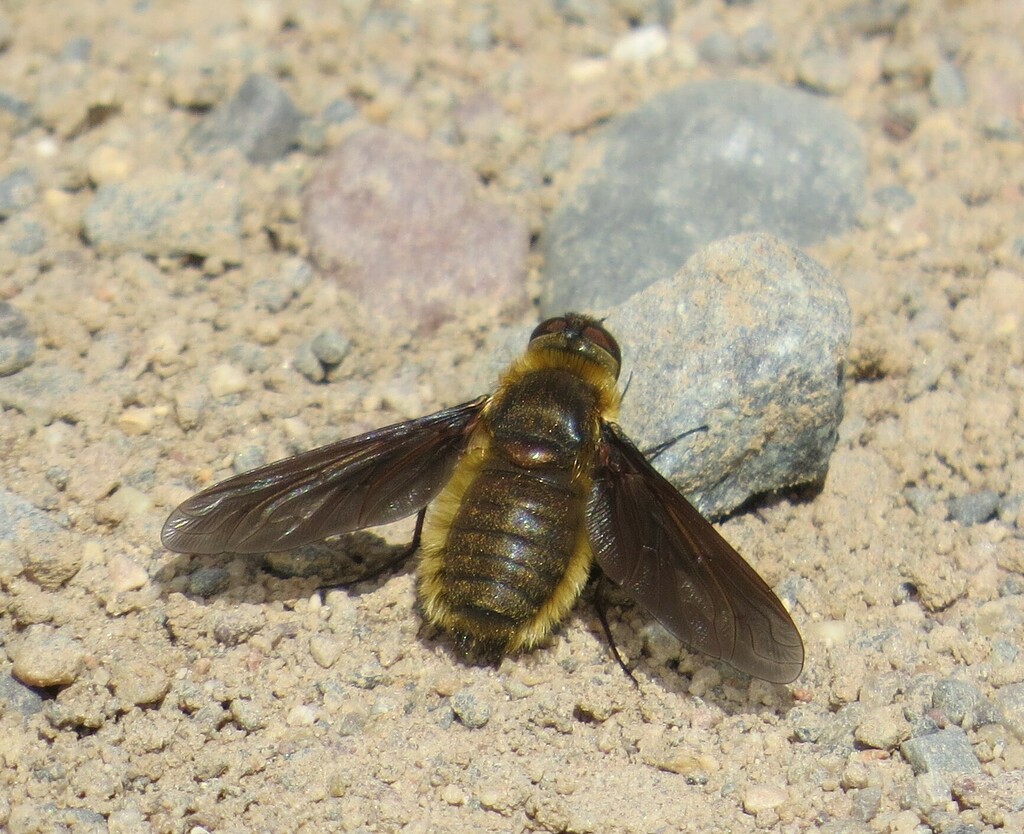 Poecilanthrax tegminipennis