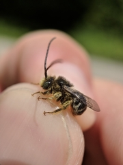 Melissodes illatus