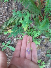 Campanula prenanthoides