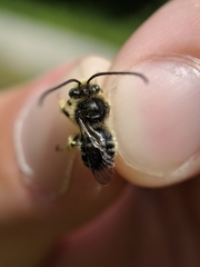 Melissodes illatus