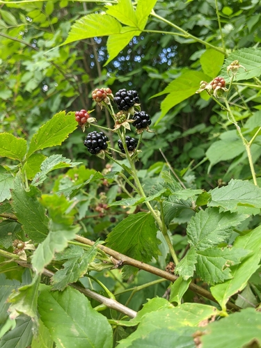 Yankee Blackberry (Rubus frondosus) · iNaturalist