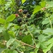 Rubus frondosus - Photo (c) Jaxon Lane, μερικά δικαιώματα διατηρούνται (CC BY-NC), uploaded by Jaxon Lane