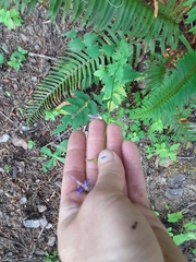 Campanula prenanthoides