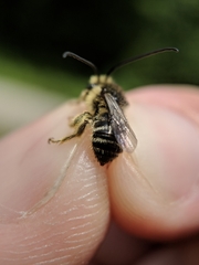 Melissodes illatus
