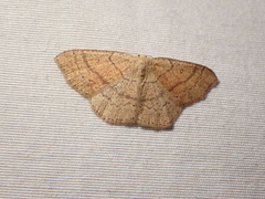 Cyclophora dataria
