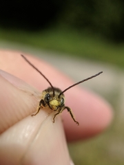 Melissodes illatus