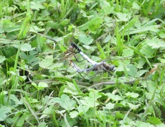 Orthetrum albistylum speciosum