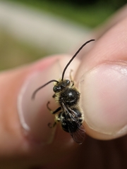 Melissodes illatus