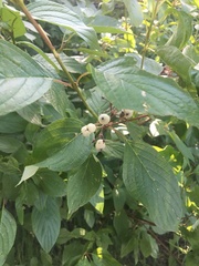 Cornus sericea
