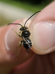Melissodes illatus
